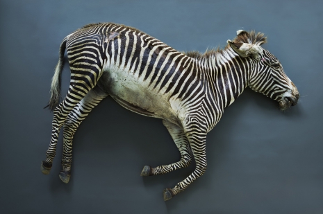 Thomas Struth, Zebra (Equus grevyi), Leibniz IZW, Berlin, 2017 , Marian Goodman Gallery