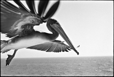 Ed Templeton, Pelican in Flight, Huntington Beach, 2013 - 2024 , Tim Van Laere Gallery