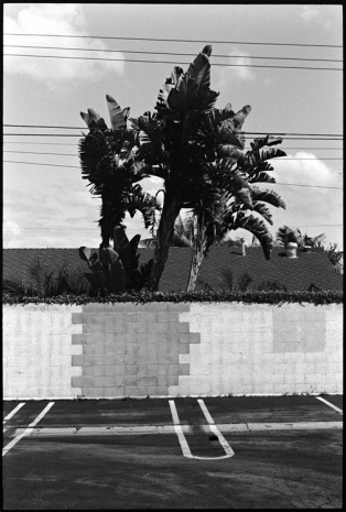 Ed Templeton, Wall and Tree, Suburbia, 2020 - 2024 , Tim Van Laere Gallery