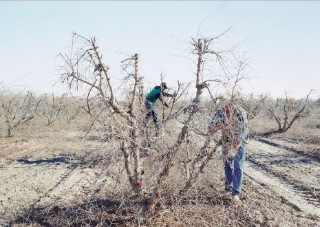 An-My Lê , Migrant Workers Pruning Pomegranate Trees, Mendota, CA, from Silent General, 2018 , Marian Goodman Gallery