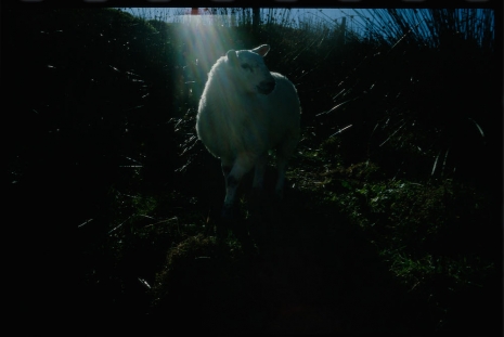 Nan Goldin, Holy sheep, Rathmullen, Ireland, 2002 , Gagosian