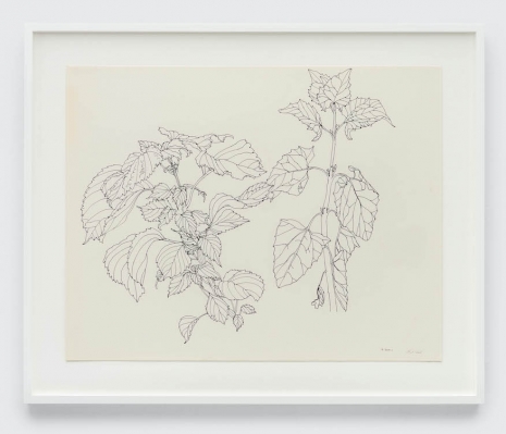 Ruth Asawa, Untitled (PF.572, Shiso), 1991 , David Zwirner