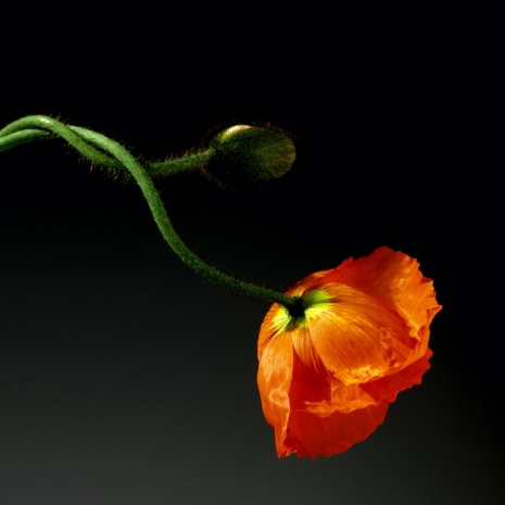 Robert Mapplethorpe, Poppy, 2024, Alison Jacques