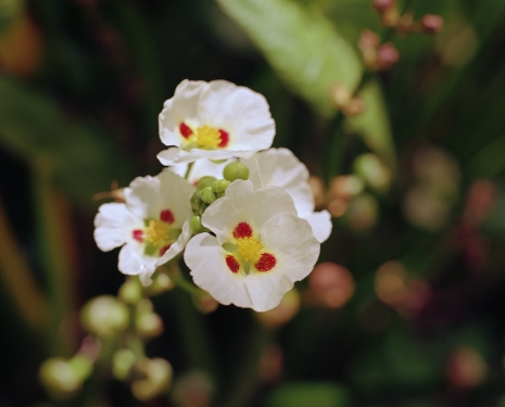 Steve McQueen, Bounty 19, 2024 , Marian Goodman Gallery