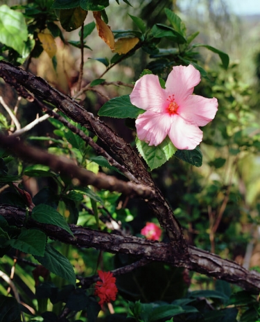 Steve McQueen, Bounty 13, 2024 , Marian Goodman Gallery