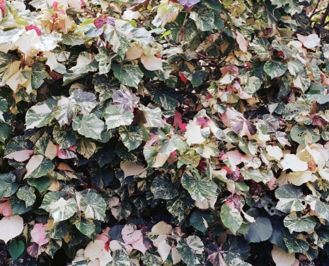 Steve McQueen, Bounty 9, 2024 , Marian Goodman Gallery