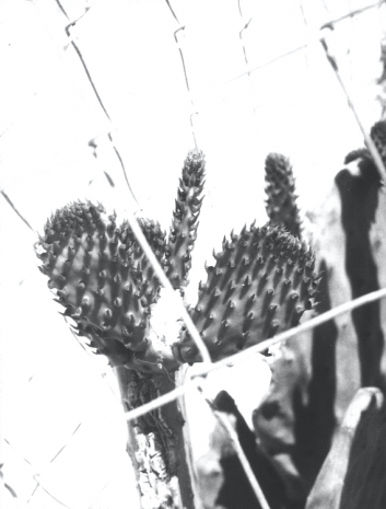 Jochen Lempert, Blatt & Dorn II, 2025 , Anton Kern Gallery