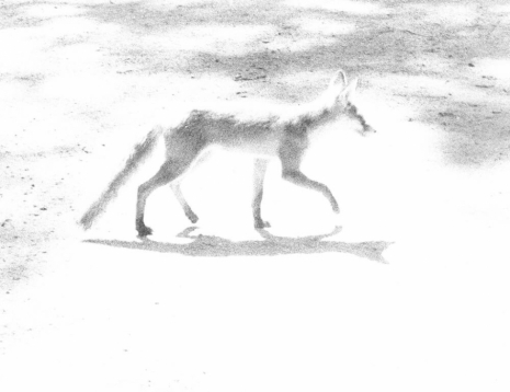 Jochen Lempert, Fuchs, 2025 , Anton Kern Gallery