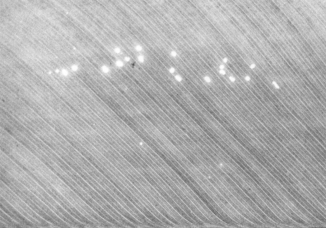 Jochen Lempert, Zoophonie II, 2017 , Anton Kern Gallery