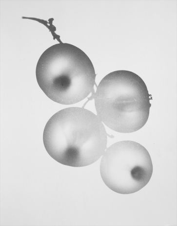 Jochen Lempert, Johannisbeeren II, 2023 , Anton Kern Gallery