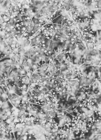 Jochen Lempert, Wind (Platane), 2022 , Anton Kern Gallery