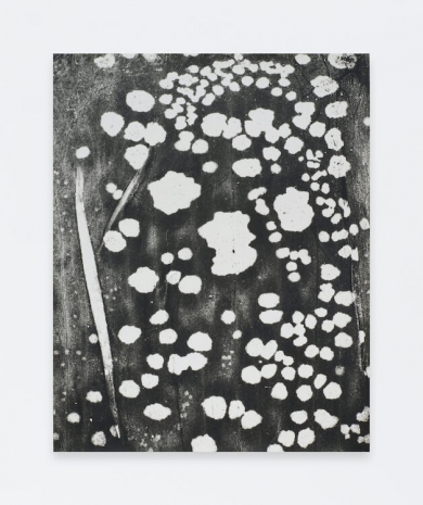 Jochen Lempert, Honeyguides, 2013 , Anton Kern Gallery