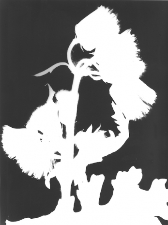 Jochen Lempert, Senecio, 2025 , Anton Kern Gallery