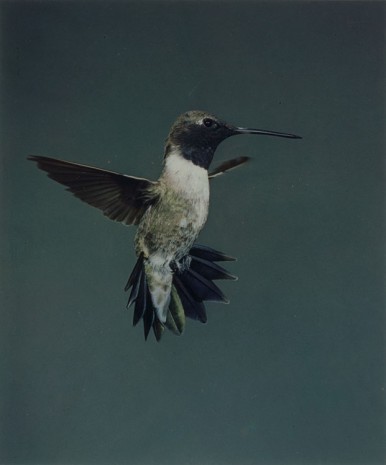 Eliot Porter, Black-chinned Hummingbird, , Paula Cooper Gallery