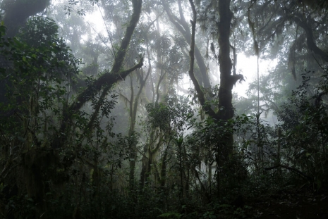 Omar Al Gurg, Everyman's Mountain_ Forest – 002, 2021, Lawrie Shabibi