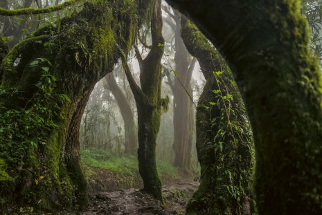 Omar Al Gurg, Everyman's Mountain_ Forest – 001, 2021, Lawrie Shabibi