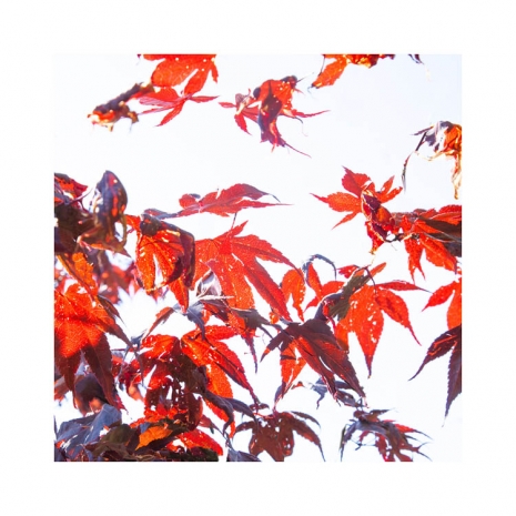 Ralf Peters, Sweets 13 MO, 2024 , BERNHARD KNAUS FINE ART