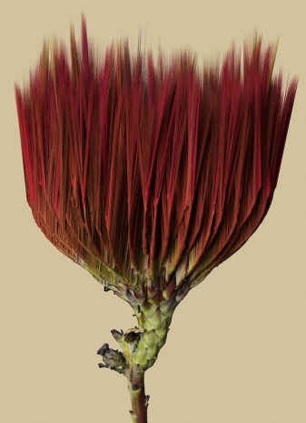 Vincent Fournier, Leucothamnus aurorae [ Magnetis-9e ], 2024 , Au Cube