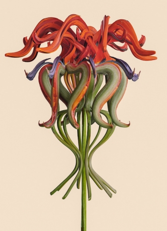 Vincent Fournier, Strelitzia sonica [Sonoraris-67], 2023 , Au Cube