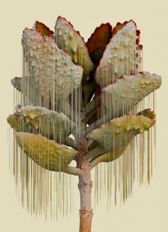 Vincent Fournier, Kalanchoe filamentis [Arcana-8x], 2025 , Au Cube