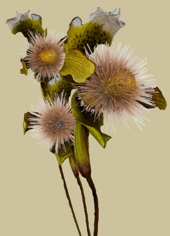 Vincent Fournier, Cypripedium radialis [Aetheris-5b], , Au Cube