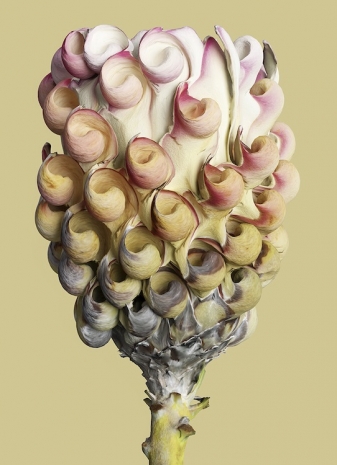 Vincent Fournier, Protea symbiota [Velmara-7 ], 2024 , Au Cube