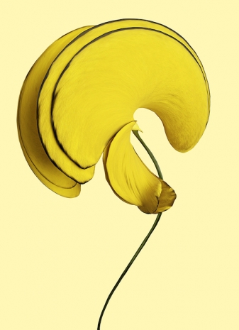 Vincent Fournier, Allamanda ventifera [Velmara-7], 2025 , Au Cube