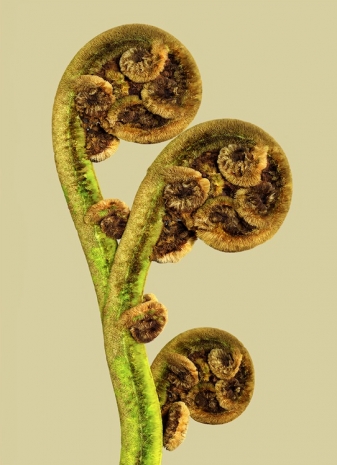 Vincent Fournier, Filicoryndor lanuginosa [Velmara-7], 2025 , Au Cube