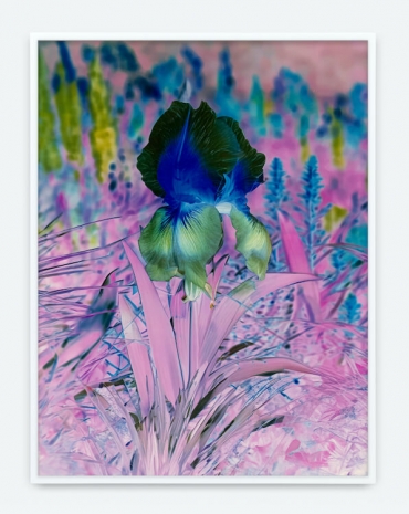 Lisa Oppenheim , Här Steichen Version IV, 2025 , Tanya Bonakdar Gallery