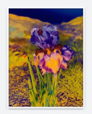 Lisa Oppenheim , Madamm Steichen Version V, 2025 , Tanya Bonakdar Gallery