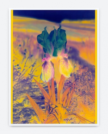 Lisa Oppenheim , Mlle Steichen Version XIV, 2025 , Tanya Bonakdar Gallery