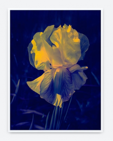 Lisa Oppenheim , Mlle Steichen Version XIV, 2025 , Tanya Bonakdar Gallery