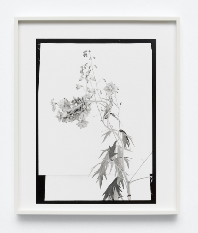 Lisa Oppenheim , Mlle Steichen Version XIV, 2025 , Tanya Bonakdar Gallery