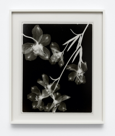 Lisa Oppenheim , Steichen Study 38, 2025 , Tanya Bonakdar Gallery