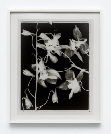 Lisa Oppenheim , Steichen Study 40, 2025 , Tanya Bonakdar Gallery