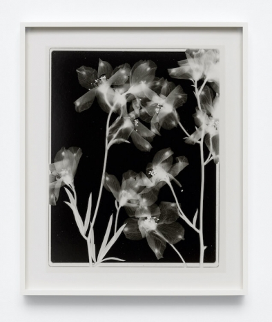 Lisa Oppenheim , Steichen Study 40, 2025 , Tanya Bonakdar Gallery