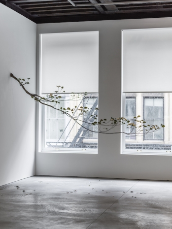 Álvaro Urbano, Prelude (Dogwood), 2025 , Marian Goodman Gallery