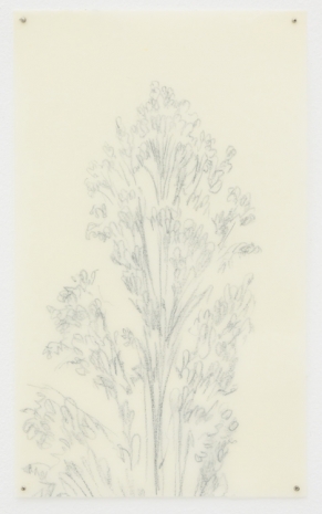 Fabien Mérelle, Peuplier, 2024 , Keteleer Gallery