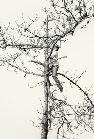 Fabien Mérelle, Arbre sentinelle, 2024 , Keteleer Gallery