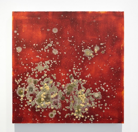 Michel Blazy, Tomate cosmique 2, 2025 , Art : Concept