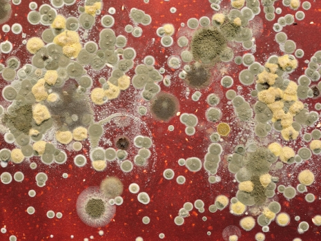 Michel Blazy, Tomate cosmique 2, 2025 , Art : Concept