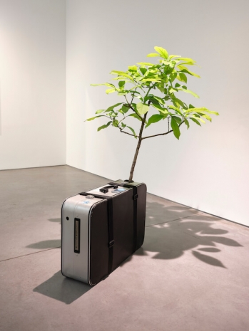 Michel Blazy, Mission 2, 2000-2025 , Art : Concept