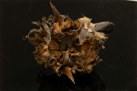 Morten Andenæs, Sol, 2025 , Galleri Riis