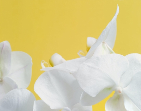Morten Andenæs, Gul orkide, 2025 , Galleri Riis