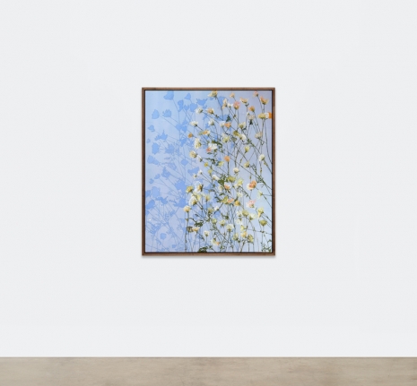 Hugo McCloud , flowers of sant vicent 2, 2025 , Sean Kelly