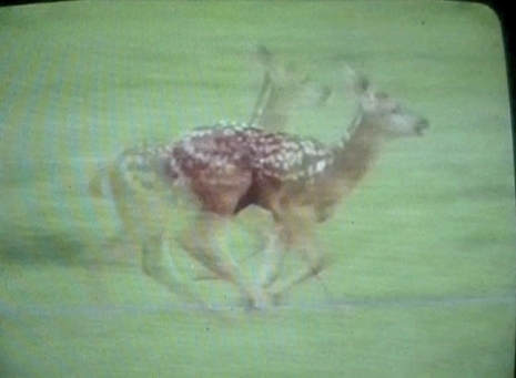 Anne Imhof , Untitled (Bambi), 2002–18 (still) , Sprüth Magers