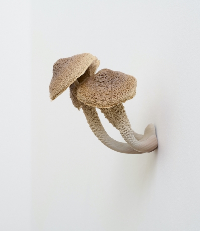 Tue Greenfort , Fungus, 2024 , Galleri Bo Bjerggaard