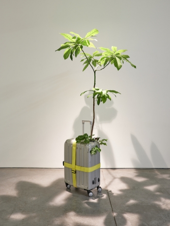 Michel Blazy, Mission 1, 2000-2025 , Art : Concept