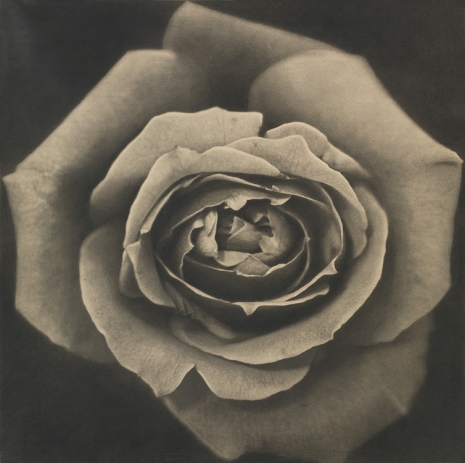 Kunié Sugiura, Rose, 1969, galerie frank elbaz