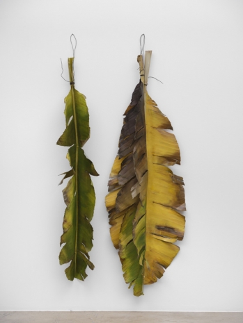 Álvaro Urbano , Hotel Gazmira (Musa acuminata), 2025 , Marian Goodman Gallery